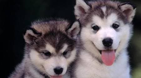 Cho la loai dong vat dau tien duoc con nguoi thuan hoa: Vi sao?-Hinh-3