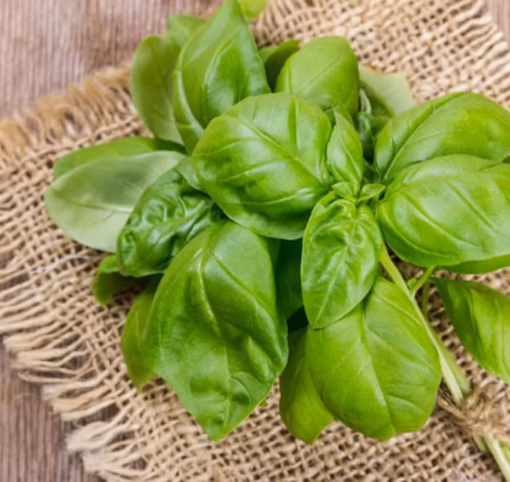 Rau re beo o Viet Nam sang Dubai bong thanh... cay canh-Hinh-10