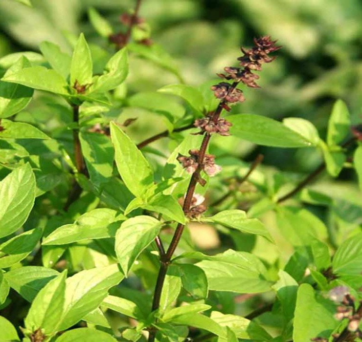 Rau re beo o Viet Nam sang Dubai bong thanh... cay canh-Hinh-4