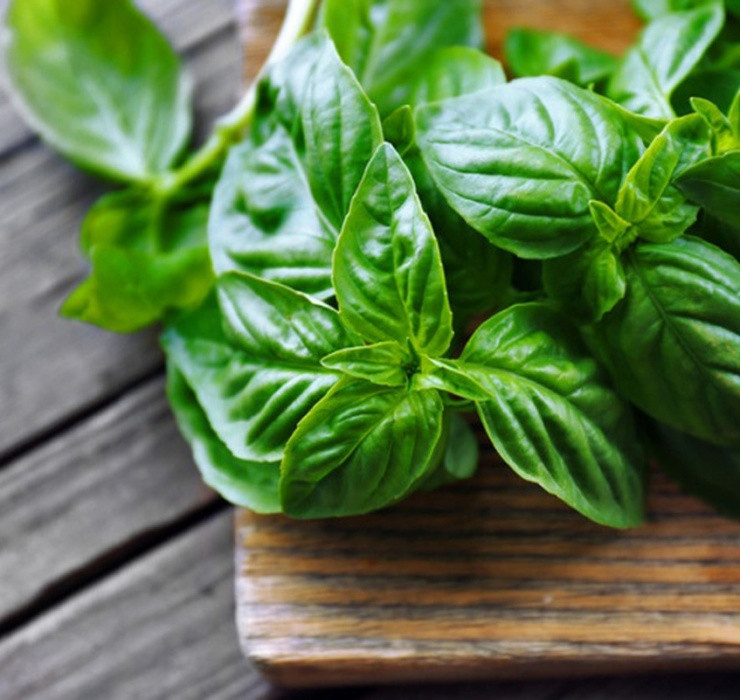 Rau re beo o Viet Nam sang Dubai bong thanh... cay canh-Hinh-7