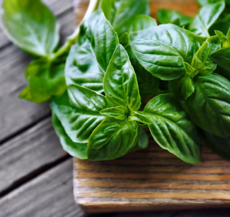 Rau re beo o Viet Nam sang Dubai bong thanh... cay canh-Hinh-7