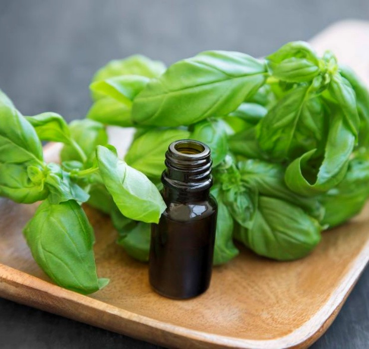 Rau re beo o Viet Nam sang Dubai bong thanh... cay canh-Hinh-6