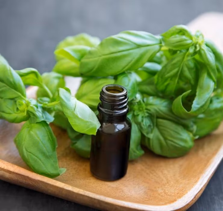 Rau re beo o Viet Nam sang Dubai bong thanh... cay canh-Hinh-6