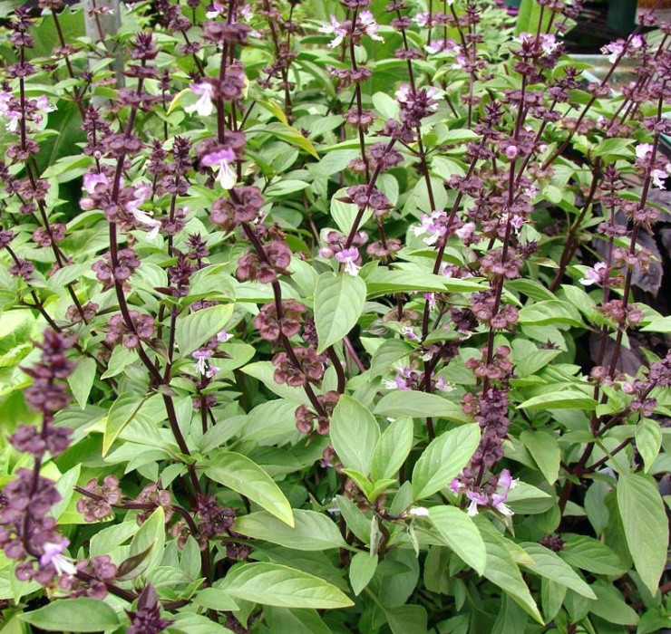 Rau re beo o Viet Nam sang Dubai bong thanh... cay canh-Hinh-3