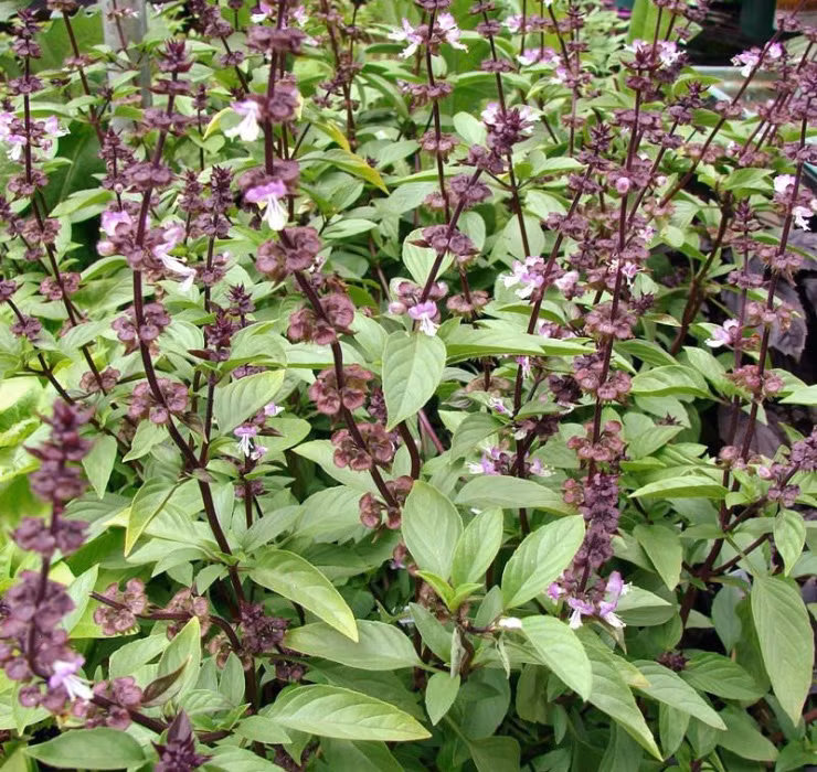 Rau re beo o Viet Nam sang Dubai bong thanh... cay canh-Hinh-3