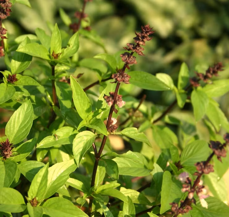 Rau re beo o Viet Nam sang Dubai bong thanh... cay canh-Hinh-9