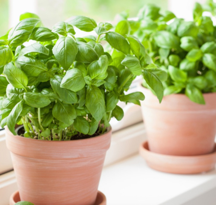 Rau re beo o Viet Nam sang Dubai bong thanh... cay canh-Hinh-12