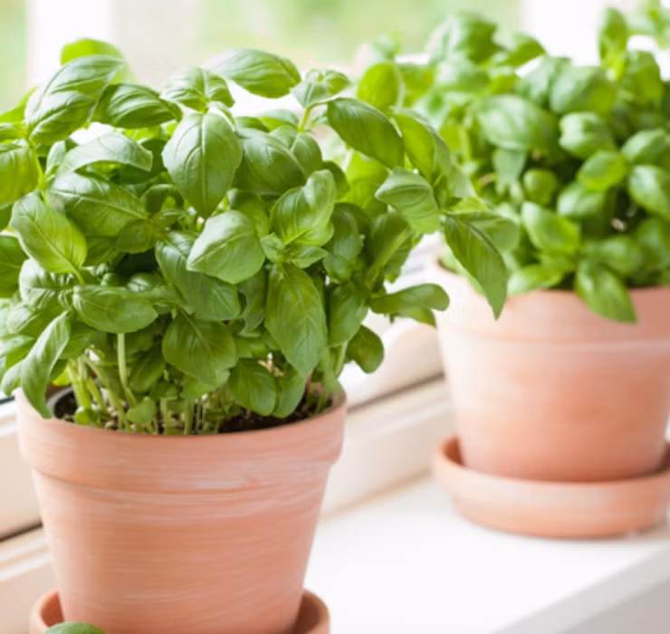 Rau re beo o Viet Nam sang Dubai bong thanh... cay canh-Hinh-12