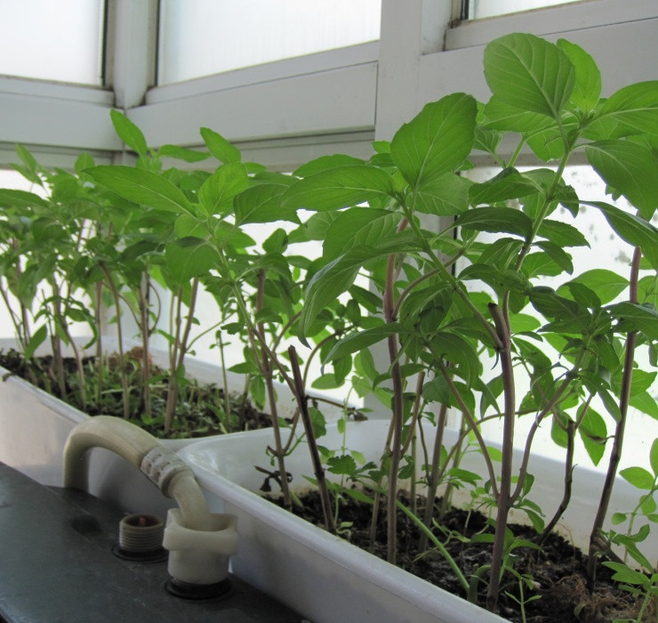 Rau re beo o Viet Nam sang Dubai bong thanh... cay canh-Hinh-13