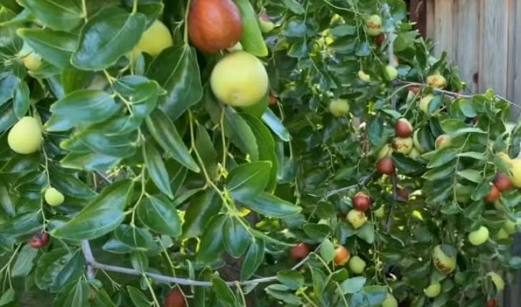 Trong 7 loai cay nay truoc san nha, gia dao binh an-Hinh-5