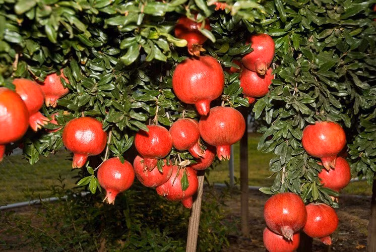 Trong 7 loai cay nay truoc san nha, gia dao binh an