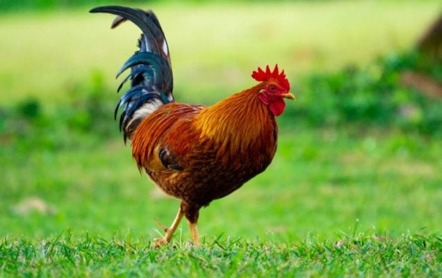 Đúng ngày mai, tuổi Dậu dù làm công ăn lương hay đang kinh doanh đều có tài lộc rực rỡ.