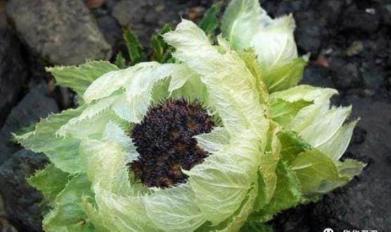 Loai cay pho bien o thon que, gia dat nhu vang-Hinh-2