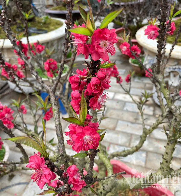 Dao that thon tran via he: Ngam nghia suyt xoa, lang le bo di-Hinh-7