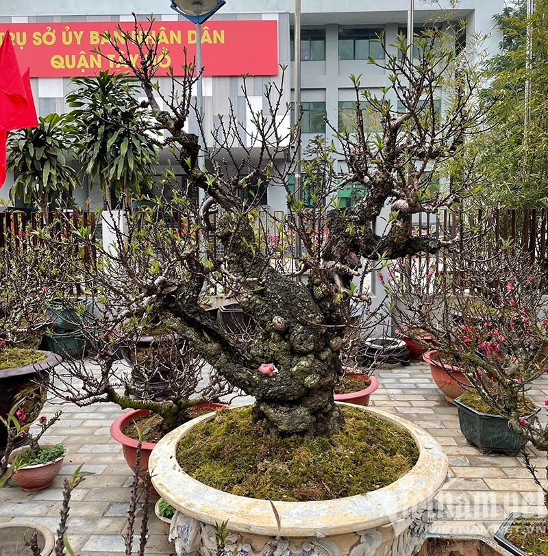 Dao that thon tran via he: Ngam nghia suyt xoa, lang le bo di