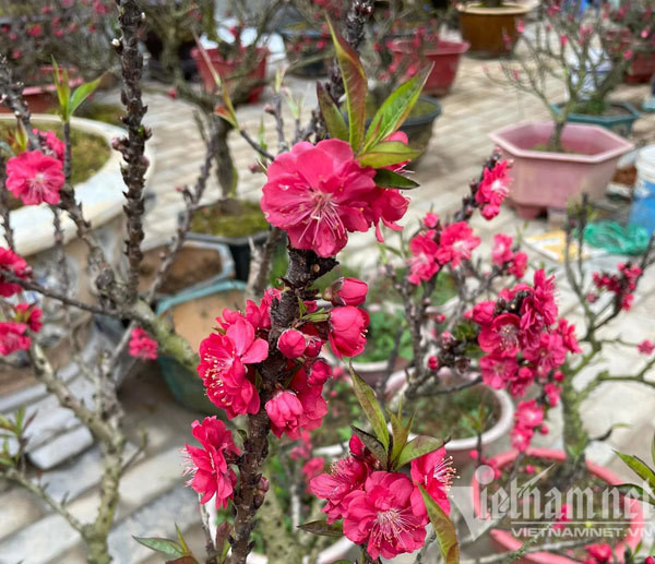 Dao that thon tran via he: Ngam nghia suyt xoa, lang le bo di-Hinh-9