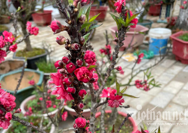 Dao that thon tran via he: Ngam nghia suyt xoa, lang le bo di-Hinh-8