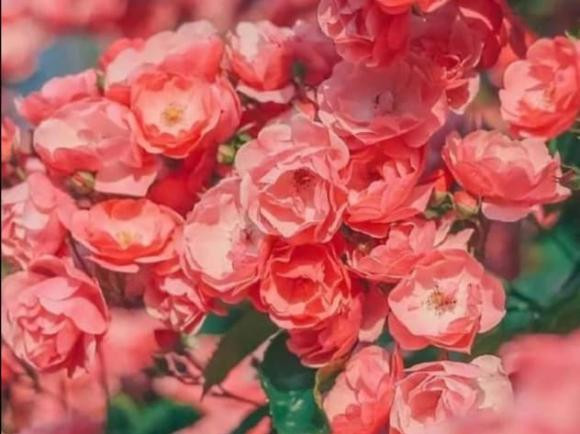 Chom sao co ve ngoai hien lanh nhung tinh cach manh me-Hinh-2