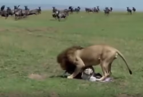 Video: Mới chào đời, ngựa vằn đã bị sư tử ăn thịt Video: Moi chao doi, ngua van da bi su tu an thit