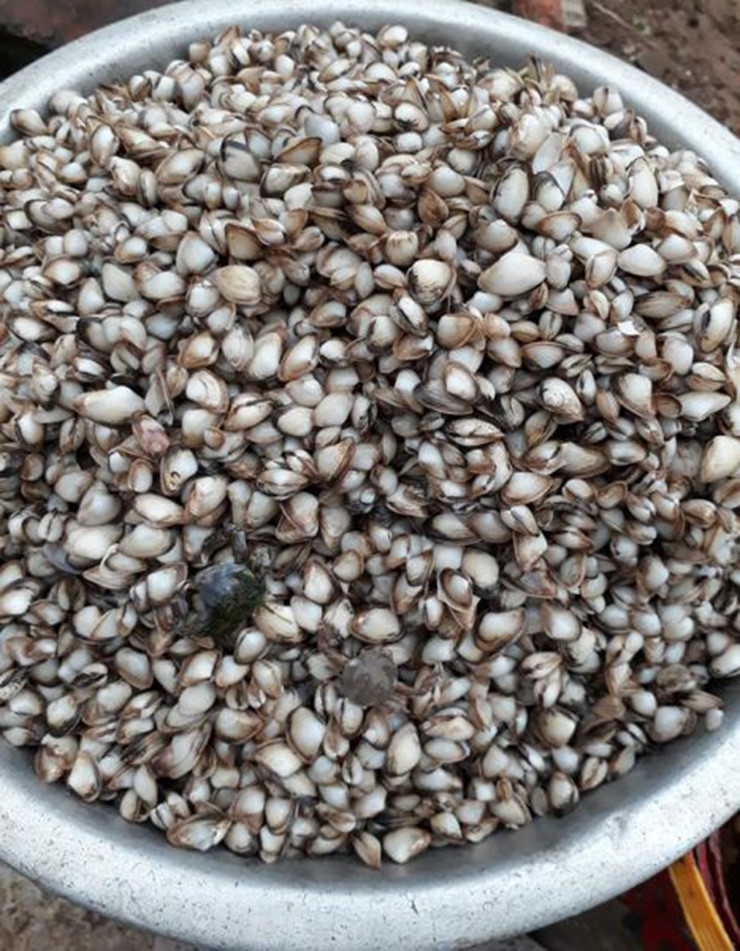 Thu dac san que, nay la mo vang dan di bat kiem nua trieu/ngay-Hinh-2