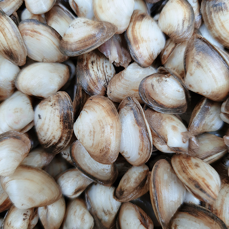 Thu dac san que, nay la mo vang dan di bat kiem nua trieu/ngay-Hinh-5