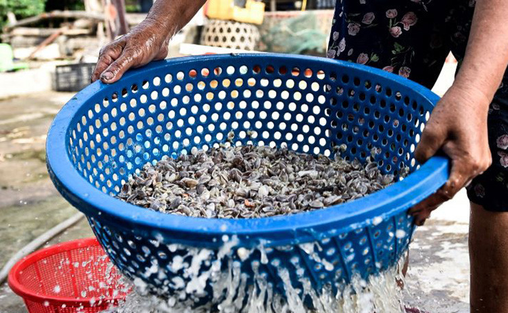 Thu dac san que, nay la mo vang dan di bat kiem nua trieu/ngay-Hinh-7