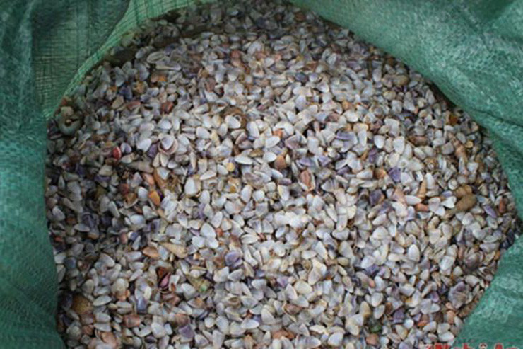 Thu dac san que, nay la mo vang dan di bat kiem nua trieu/ngay-Hinh-4