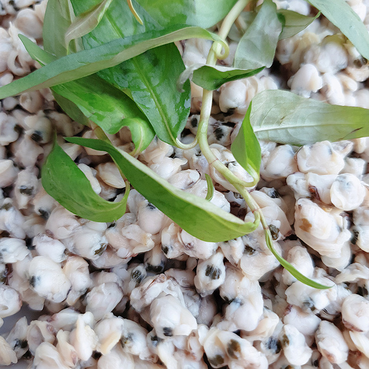 Thu dac san que, nay la mo vang dan di bat kiem nua trieu/ngay-Hinh-8