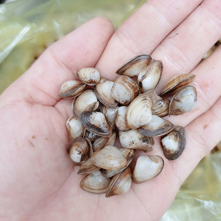 Thu dac san que, nay la mo vang dan di bat kiem nua trieu/ngay