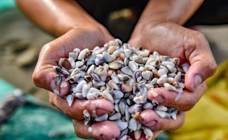 Thu dac san que, nay la mo vang dan di bat kiem nua trieu/ngay-Hinh-6