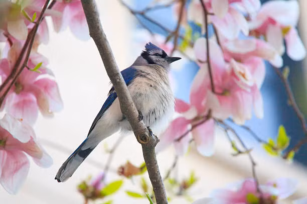 Vận may trong cuộc sống của người sinh tháng Âm lịch cũng phụ thuộc vào số lượng bạn bè thân thiết mà họ có. Sinh ngày Âm lịch này trời sinh có số đào hoa, vượng vận quý nhân, cuộc sống viên mãn