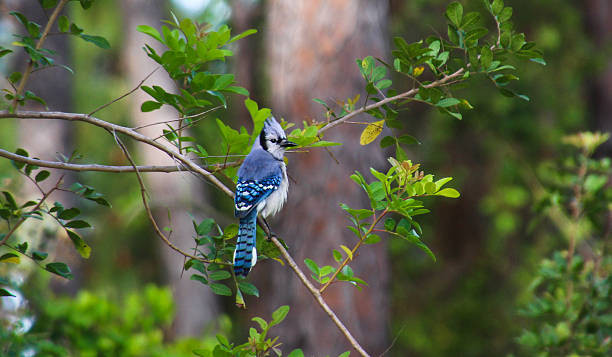 Luôn hòa đồng, thân thiện với người khác, người sinh tháng Âm lịch dưới đây có đường đời vô cùng sáng sủa, làm gì cũng gặp hung hóa cát, khó khăn có quý nhân phù trợ, vận khí liên tục vượng phát, sự nghiệp thành danh, cuộc đời tươi sáng. 