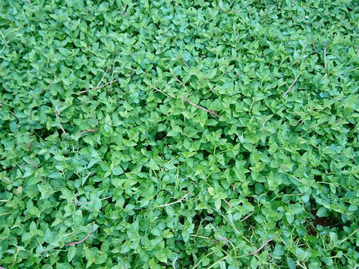 Loại rau này thường mọc dại rất nhiều ở những vùng vách đá cao cheo leo của Tây Bắc như Cao Bằng, Hà Giang hoặc ở ven suối của các tỉnh phía nam như Gia Lai, Đắk Lắk.