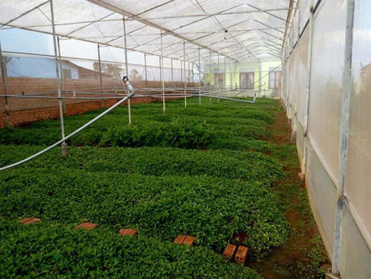 Gần đây, các nhà vườn ở Đà Lạt, Lâm Đồng đã nghiên cứu và lên kế hoạch mở rộng diện tích trồng lỗ bình để cung ứng thêm cho thị trường.