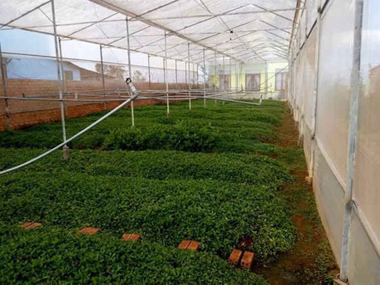 Gần đây, các nhà vườn ở Đà Lạt, Lâm Đồng đã nghiên cứu và lên kế hoạch mở rộng diện tích trồng lỗ bình để cung ứng thêm cho thị trường.