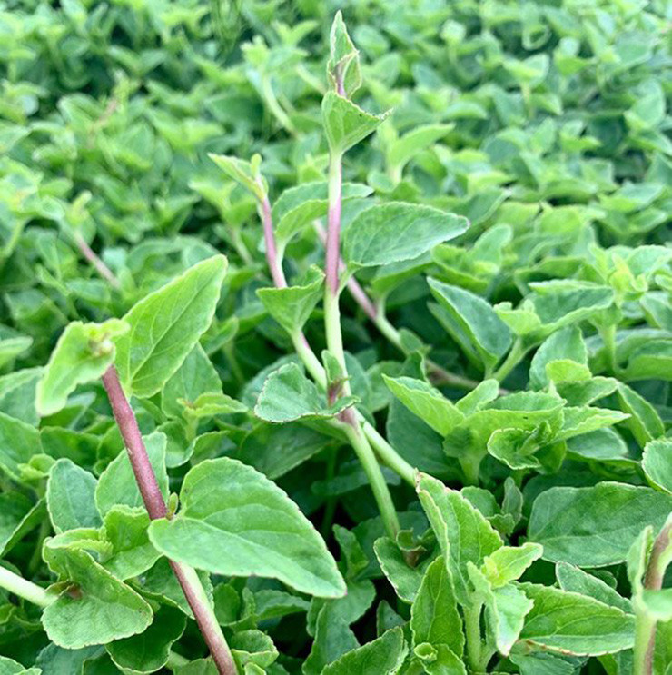 Rau lỗ bình nếu nhìn sơ qua có nhiều nét tương đương với cây rau càng cua ở miền Tây Nam Bộ.