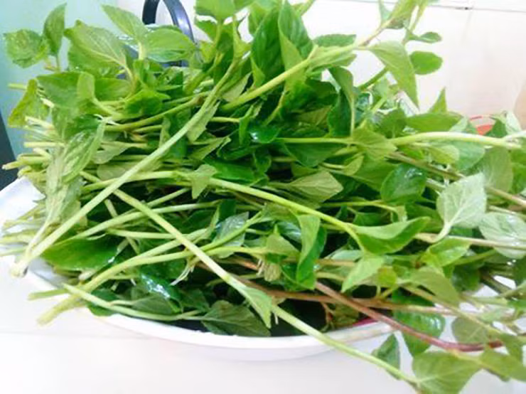 Ngoài là món ăn ngon, thân cây của lỗ bình còn được sử dụng chữa viêm họng, viêm phế quản mãn tính, phong tê thấp, đau nhức xương khớp, chấn thương sưng đau…