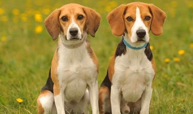 4 con giap mai lam quen yeu, tinh duyen kho thanh-Hinh-2