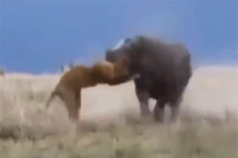 Những tình huống tấn công dũng mãnh của hà mã ảnh 1 Những tình huống tấn công dũng mãnh của hà mã ảnh 1