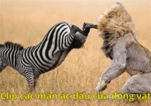 Những tình huống tấn công dũng mãnh của hà mã ảnh 2 Những tình huống tấn công dũng mãnh của hà mã ảnh 2