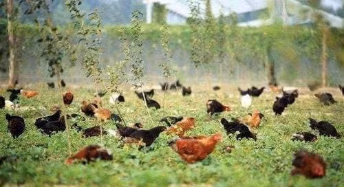 Giang bay ke bat trom ga nhung lai tom duoc 