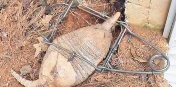 Giang bay ke bat trom ga nhung lai tom duoc 