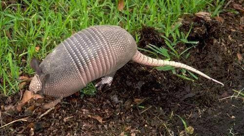 Giang bay ke bat trom ga nhung lai tom duoc 