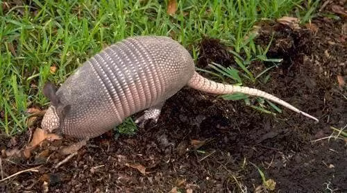 Giang bay ke bat trom ga nhung lai tom duoc 