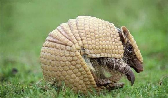 Giang bay ke bat trom ga nhung lai tom duoc 