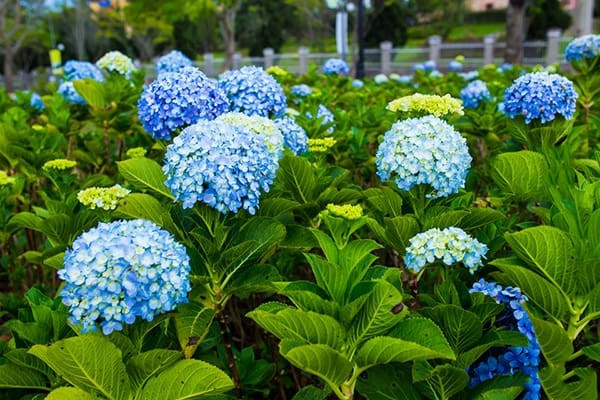 3 con giap kiem loi nhung khon ngoan, hau van at thanh cong