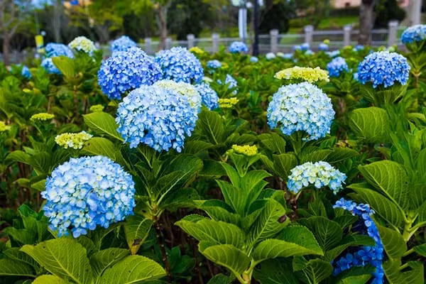 3 con giap kiem loi nhung khon ngoan, hau van at thanh cong