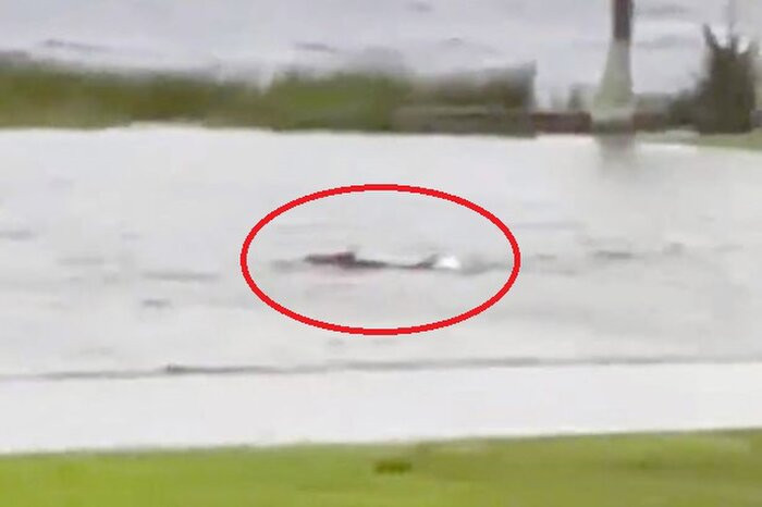 Ca map boi lang thang trong thanh pho sau con bao