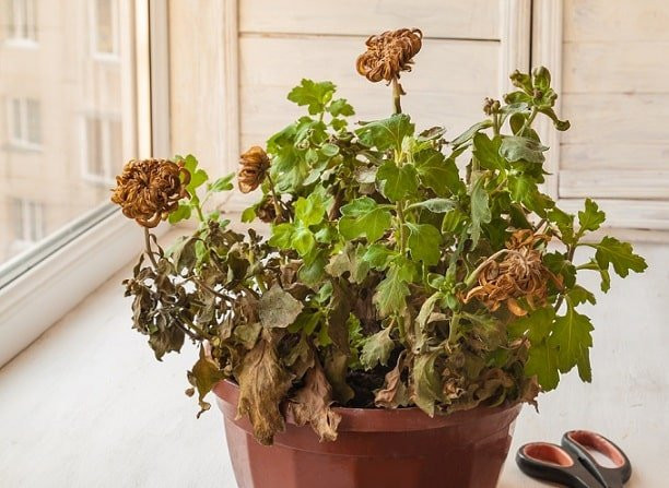 Cây cảnh hay vật nuôi sinh bệnh chết đi: Nếu vài chiếc lá trên cây bị héo và rụng đi thì không phải vấn đề lớn. Tuy nhiên, nếu toàn bộ cây đều bị héo úa thì đó là biểu hiện của sự xui xẻo, có thể là việc tranh chấp, cãi cọ, kiện tụng.