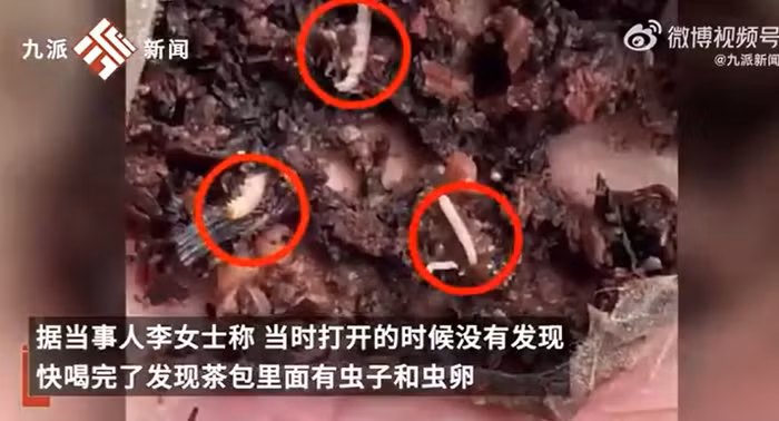 Giòi bọ bò lúc nhúc trong túi trà lọc của hãng trà sữa Mixue - Hình 3 Gioi bo bo luc nhuc trong tui tra loc cua hang tra sua Mixue-Hinh-3